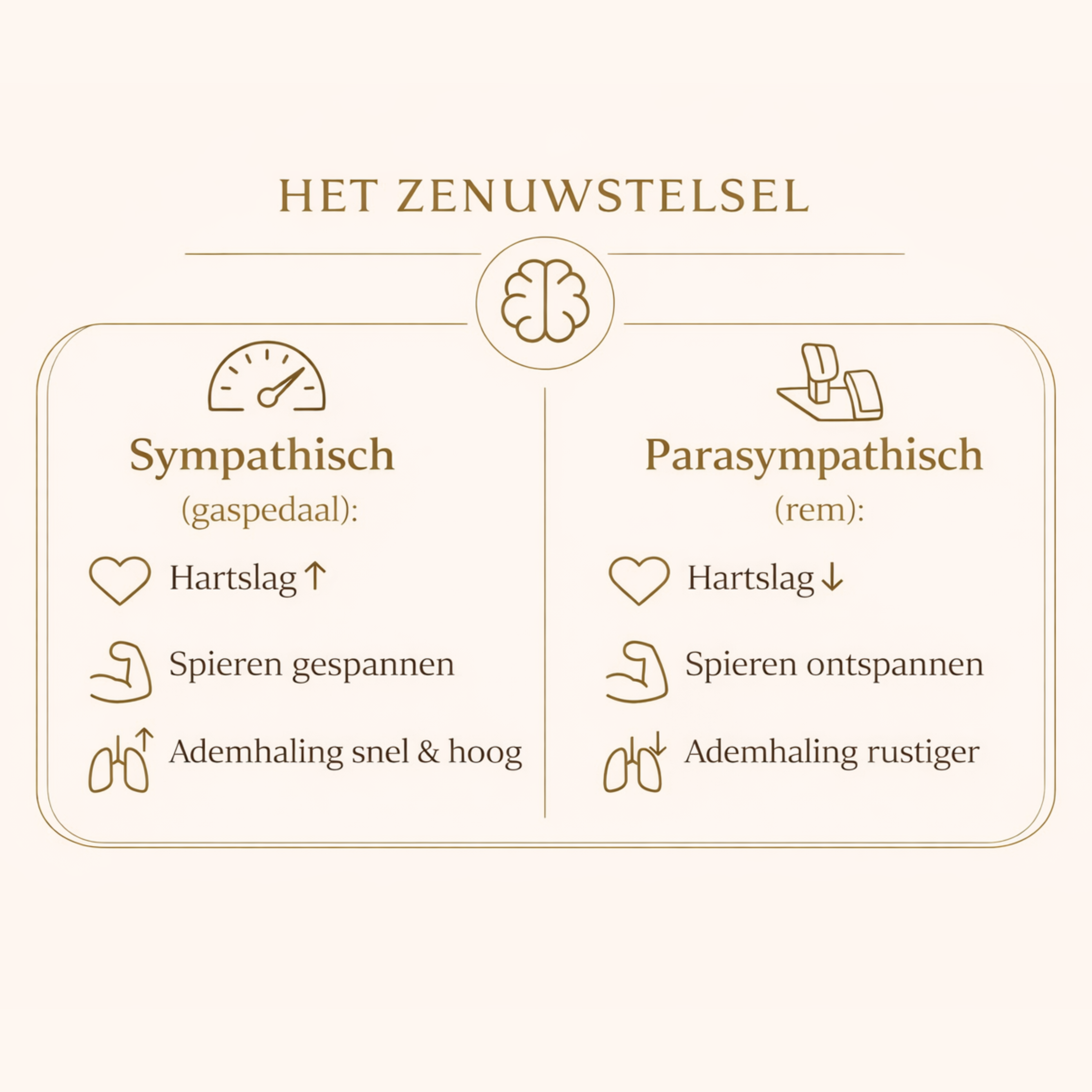 Het Zenuwstelsel Infographic